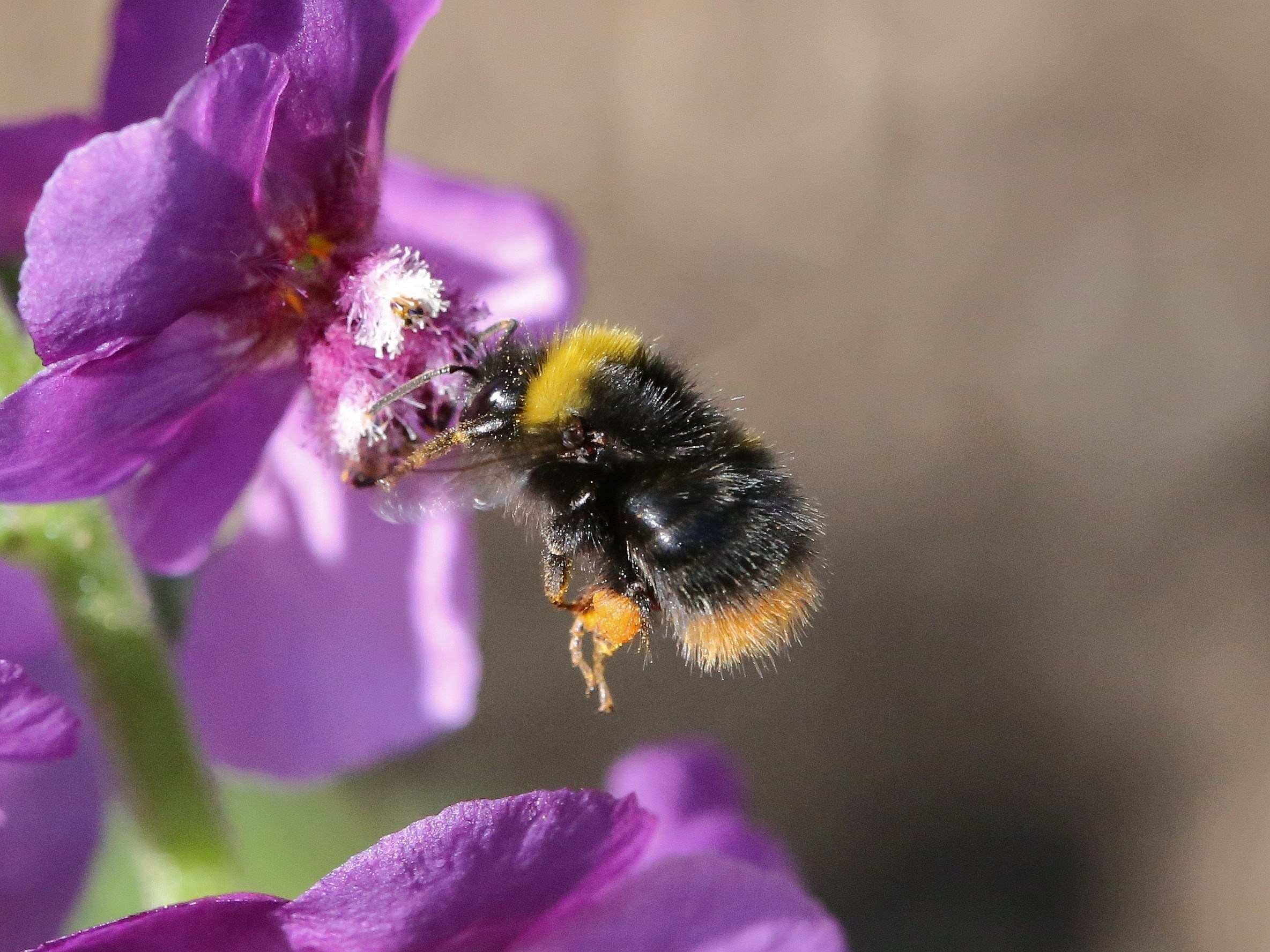 Wiesenhummel